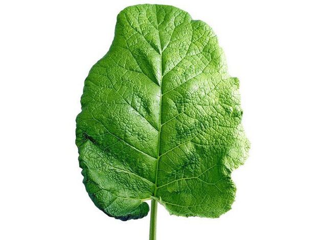 Tratamentul osteochondrozei lombare cu un burdock